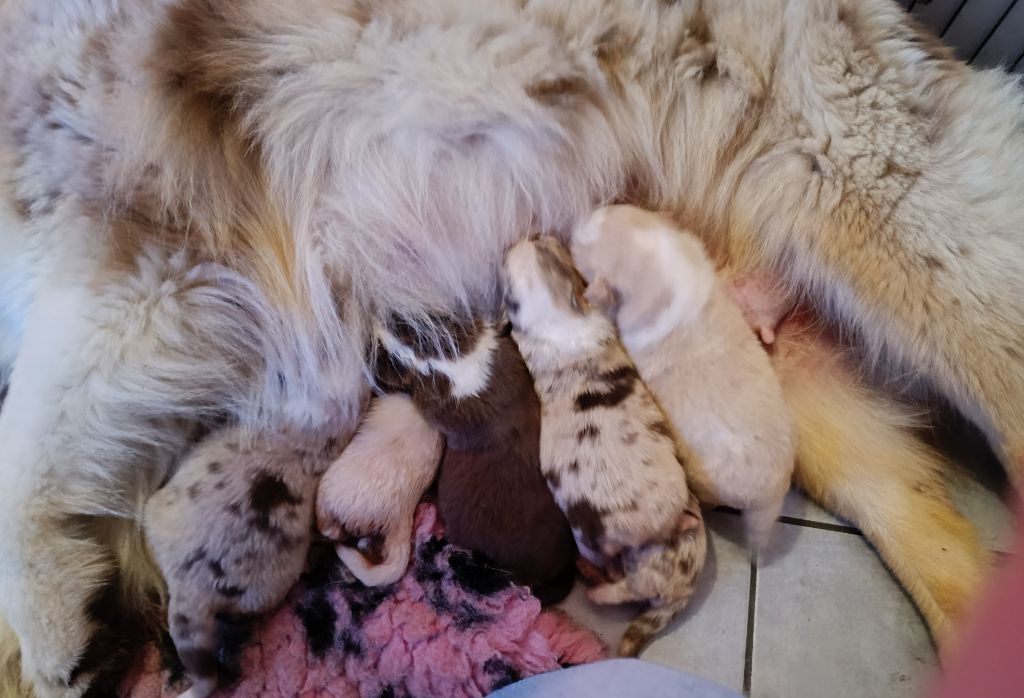 chiot Berger Australien du Rêve des Joyaux