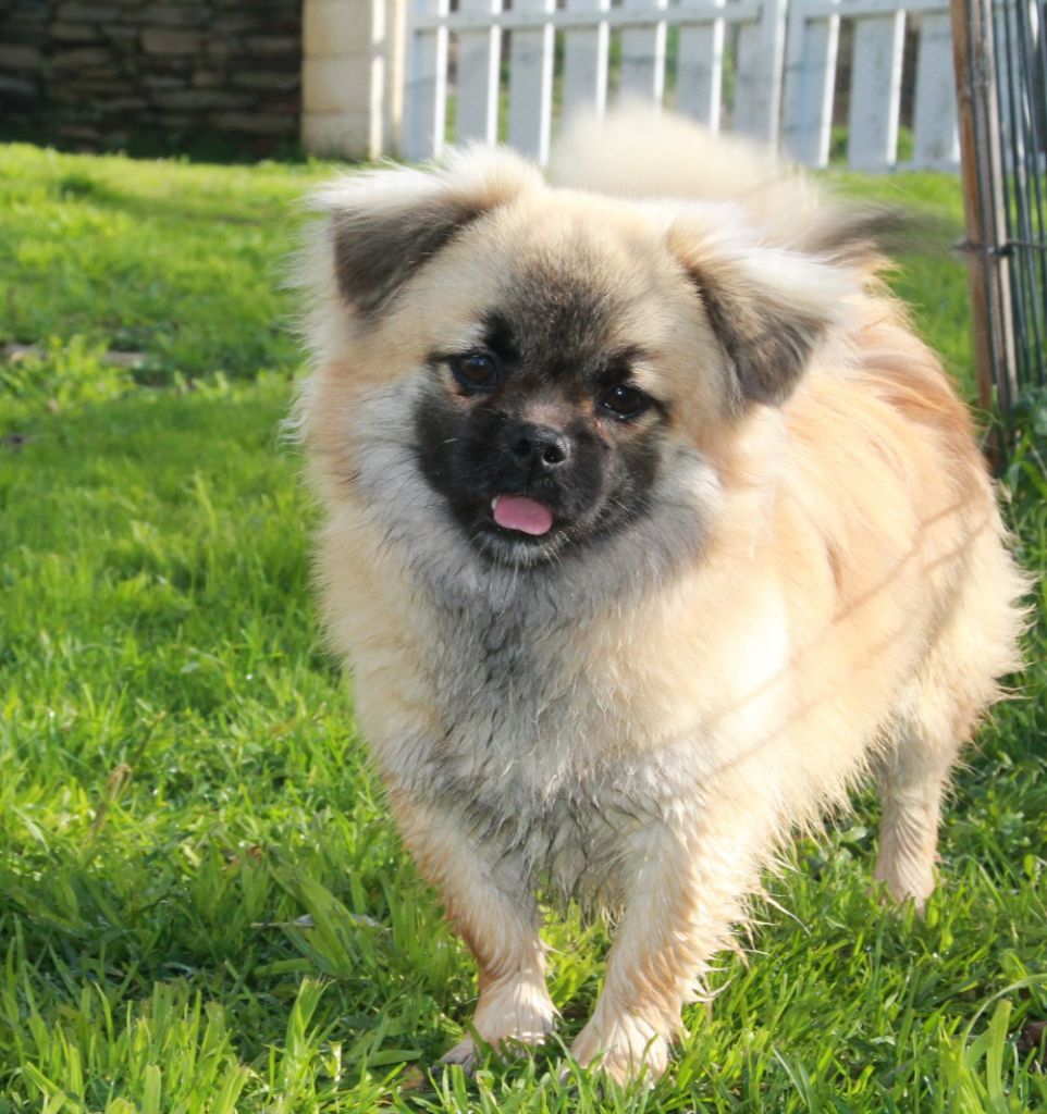 Atchoum du Rêve des Joyaux