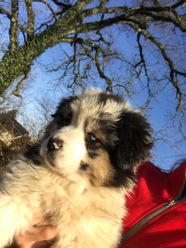 Bébés réal white sunshine & Perfect Beauty Champion 