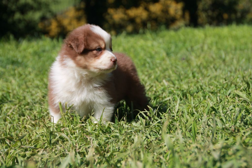 du Rêve des Joyaux - Chiots disponibles - Berger Australien