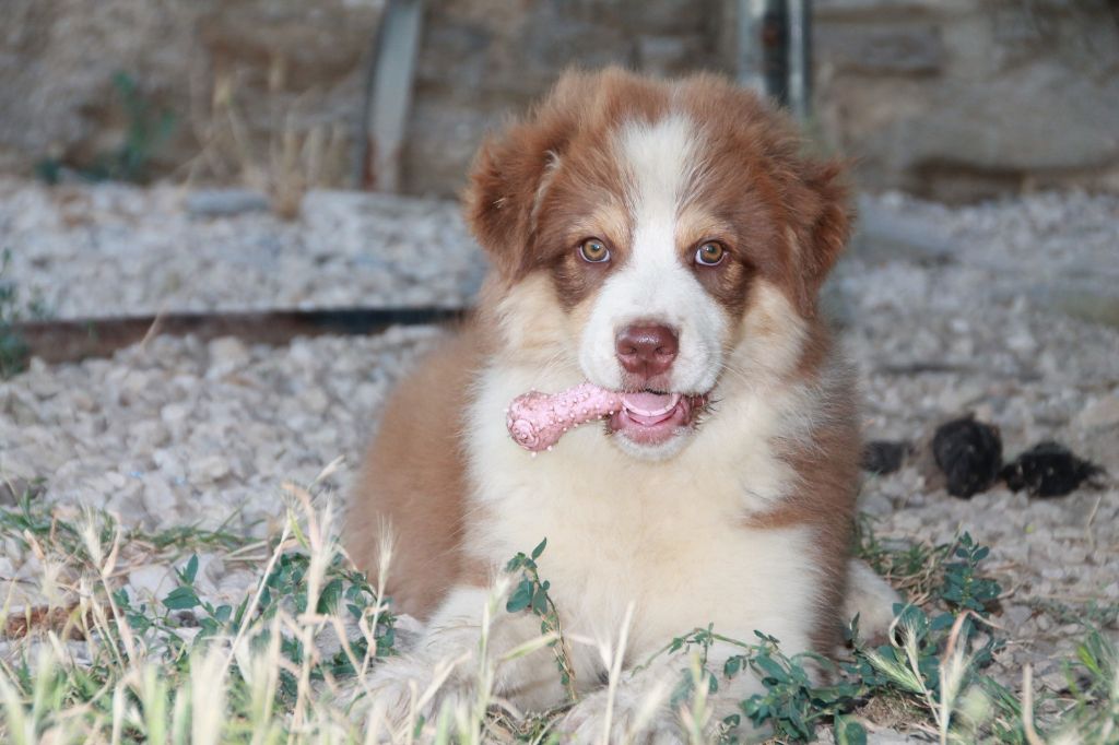 du Rêve des Joyaux - Chiots disponibles - Berger Australien
