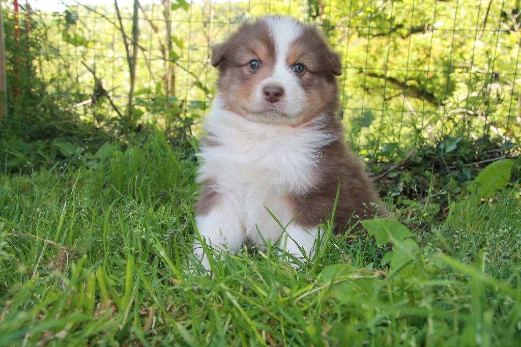 du Rêve des Joyaux - Chiots disponibles - Berger Australien