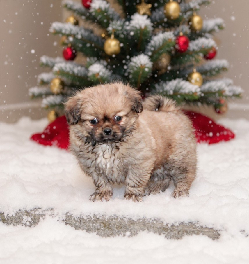 du Rêve des Joyaux - Chiots disponibles - Epagneul tibetain