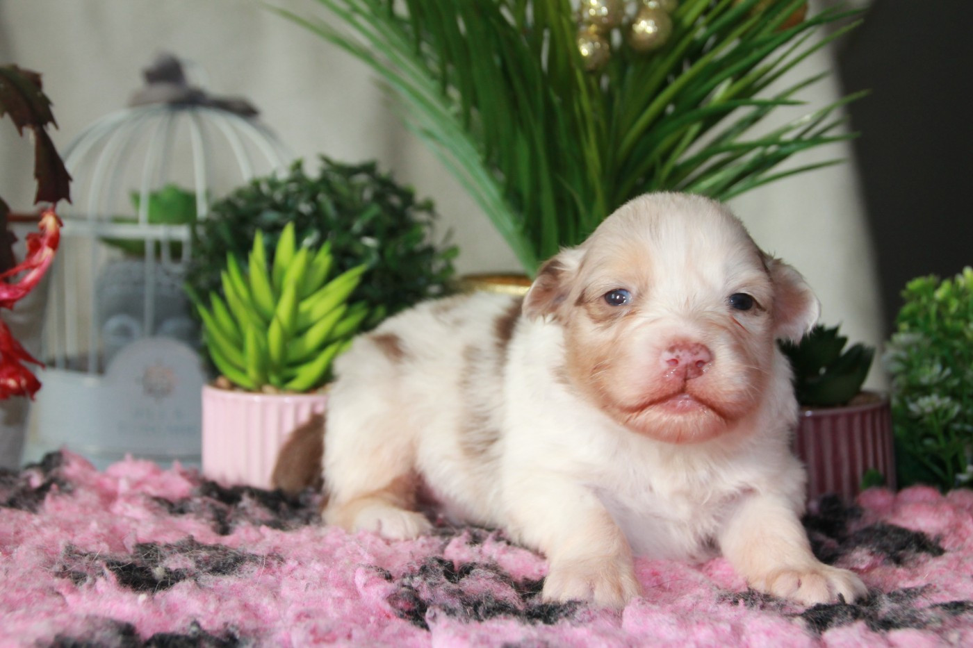 du Rêve des Joyaux - Chiots disponibles - Berger Australien