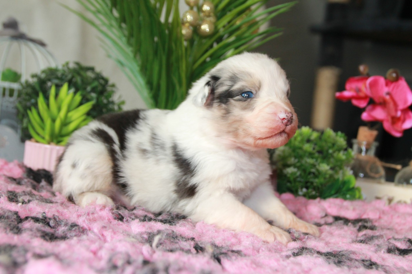 du Rêve des Joyaux - Chiots disponibles - Berger Australien