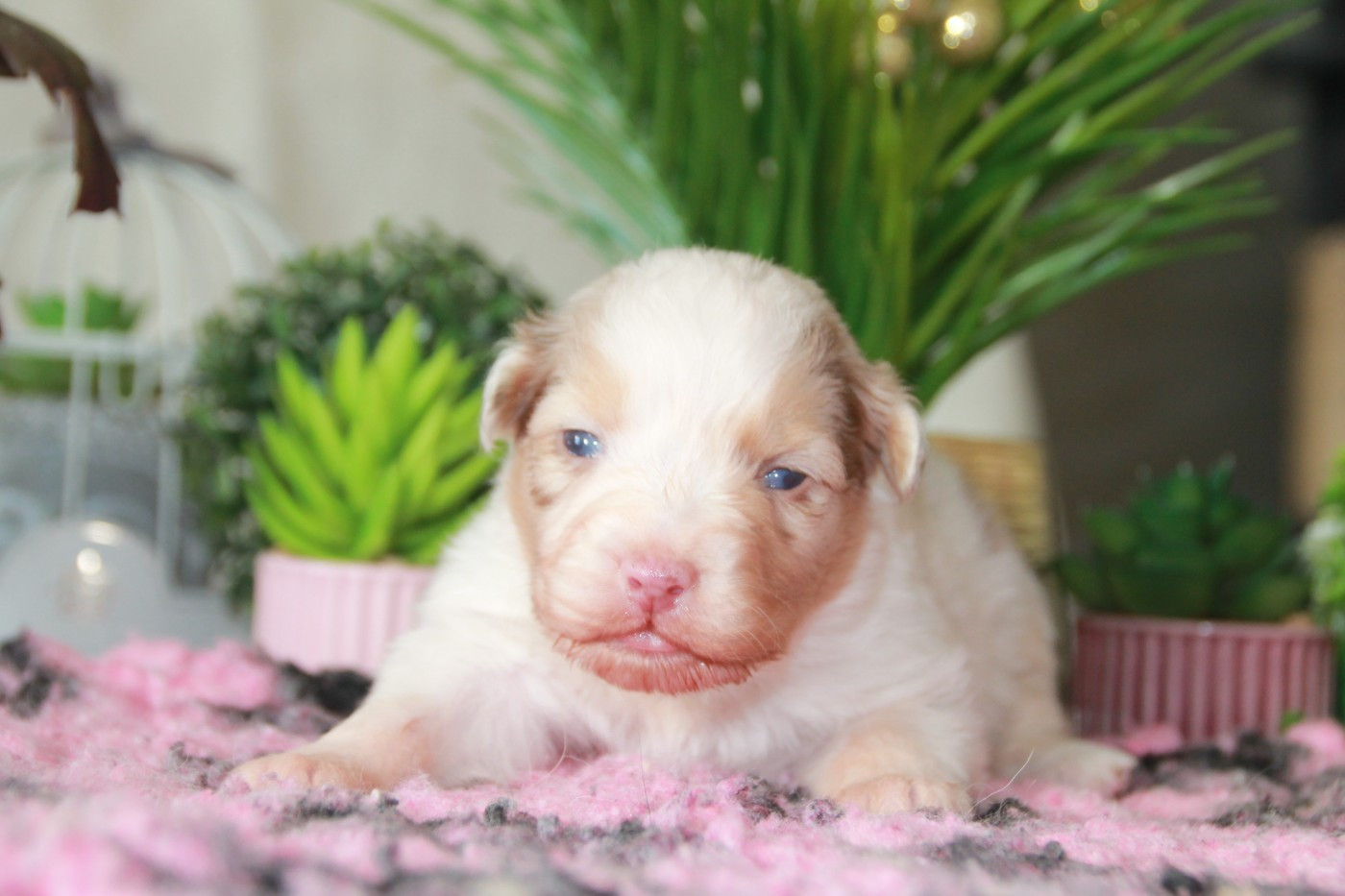 du Rêve des Joyaux - Chiots disponibles - Berger Australien