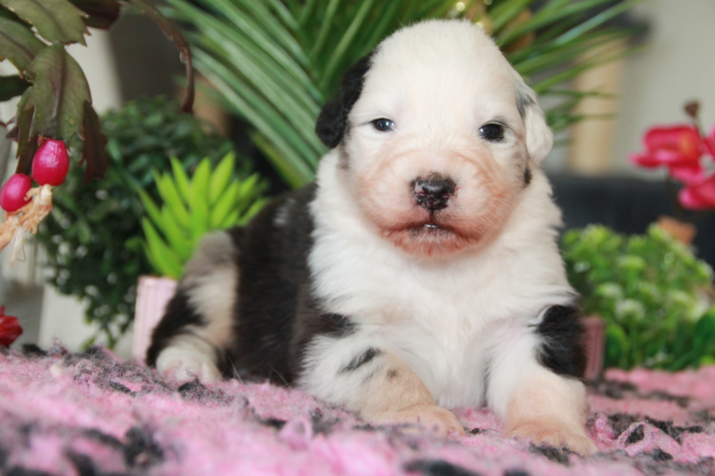 du Rêve des Joyaux - Chiots disponibles - Berger Australien