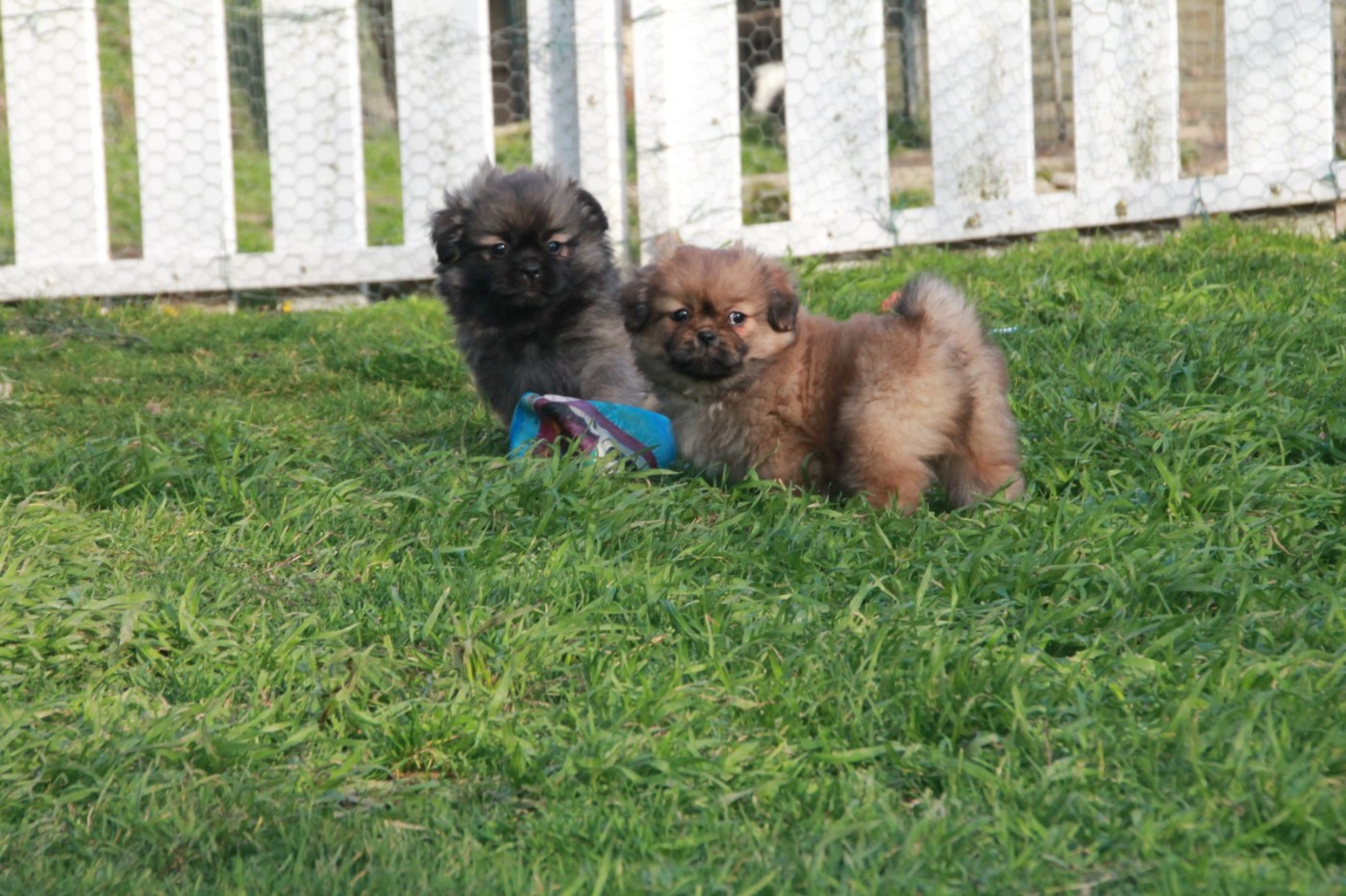 du Rêve des Joyaux - Chiots disponibles - Epagneul tibetain