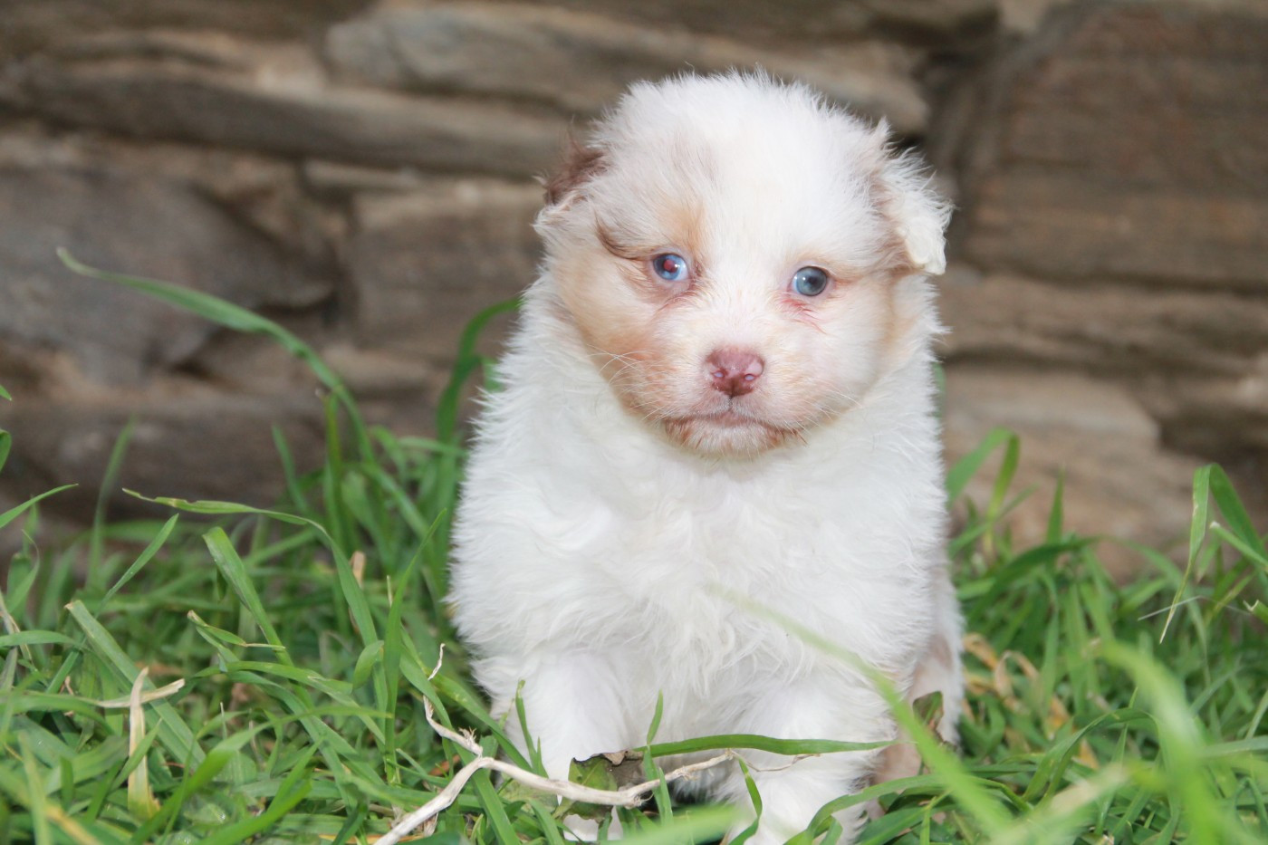 du Rêve des Joyaux - Chiots disponibles - Berger Australien