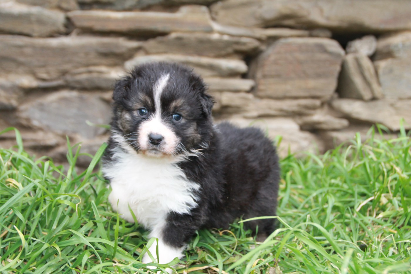 du Rêve des Joyaux - Chiots disponibles - Berger Australien