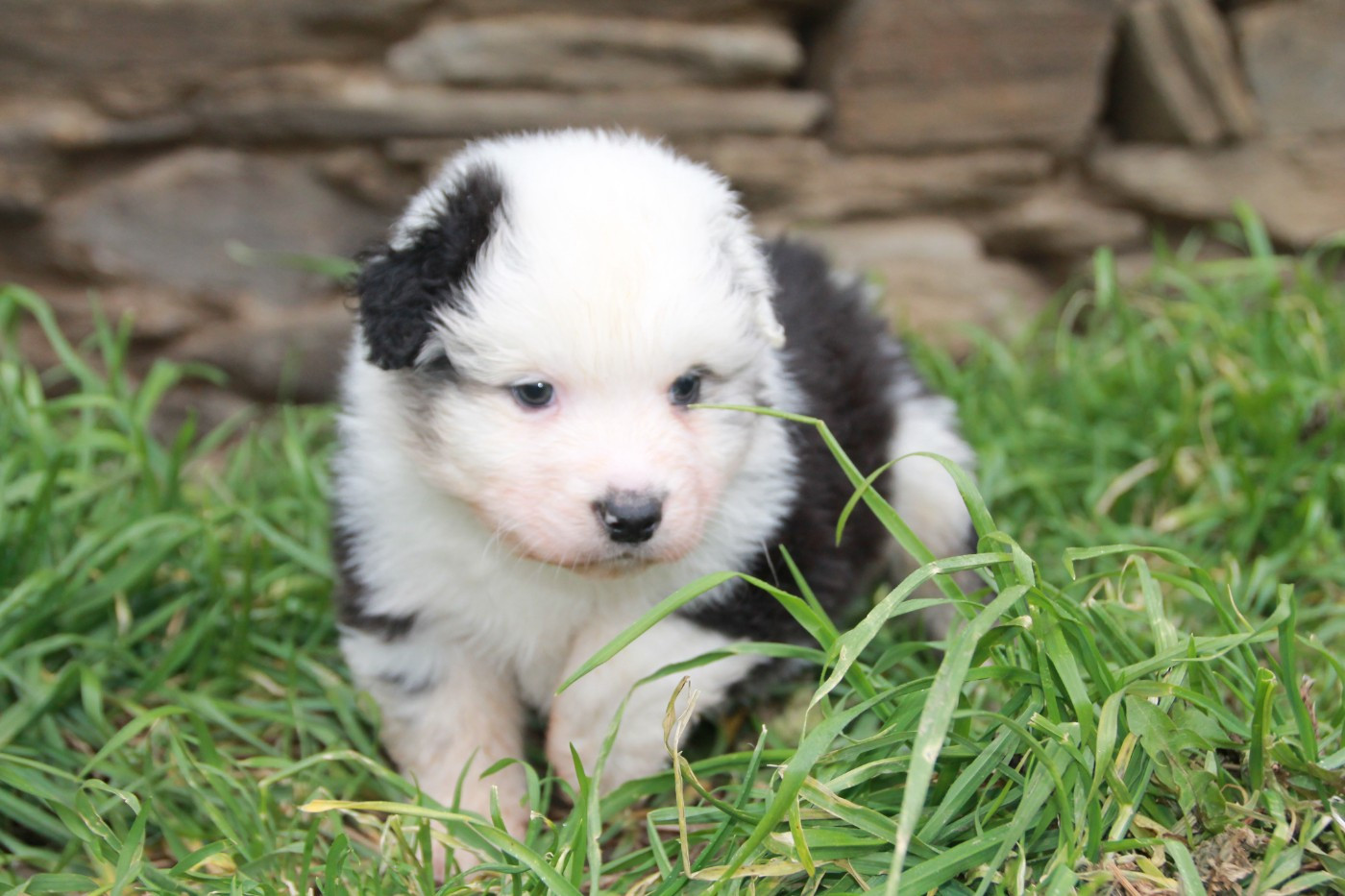 du Rêve des Joyaux - Chiots disponibles - Berger Australien