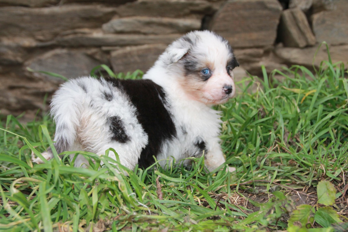 du Rêve des Joyaux - Chiots disponibles - Berger Australien