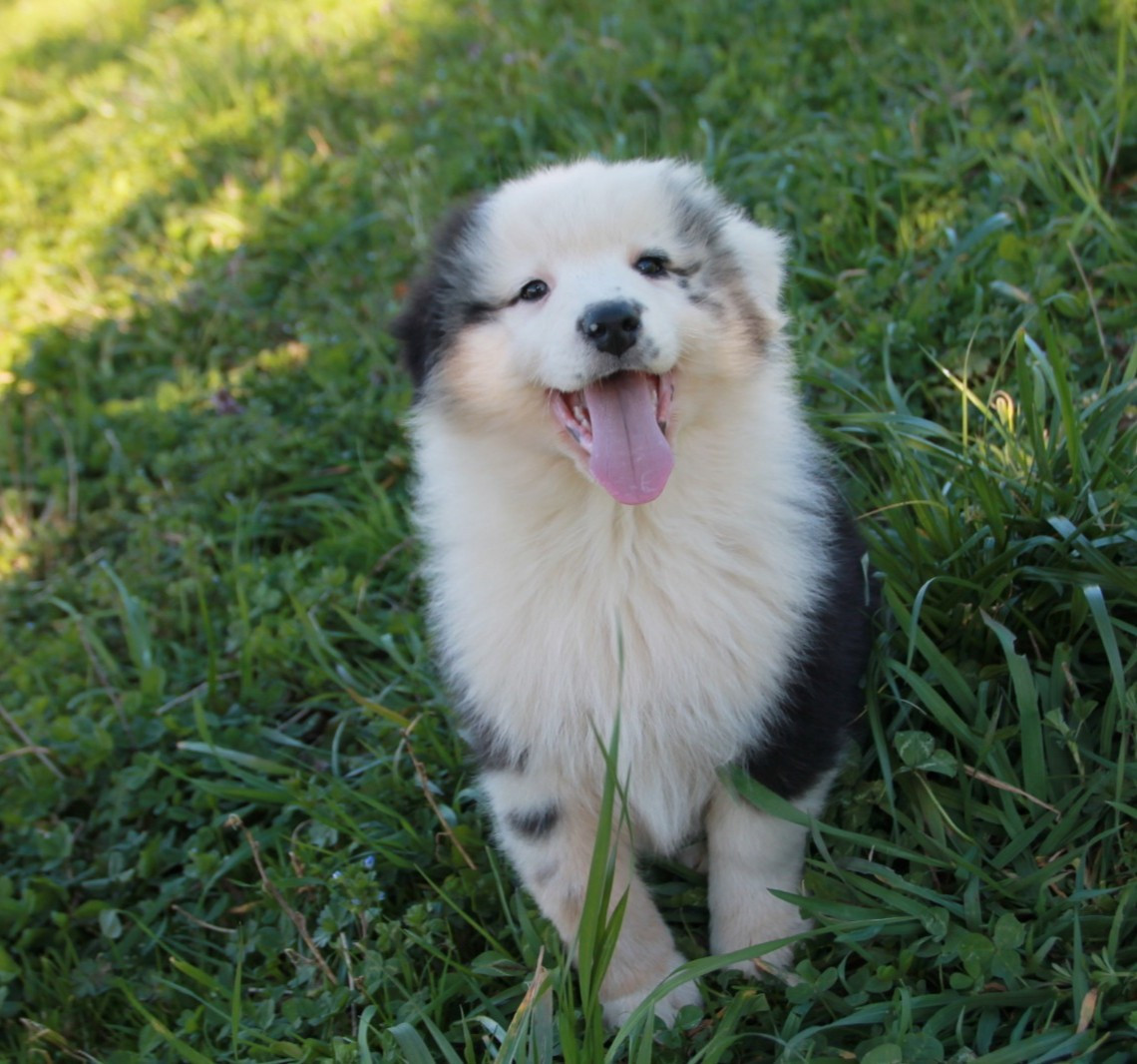 du Rêve des Joyaux - Chiots disponibles - Berger Australien