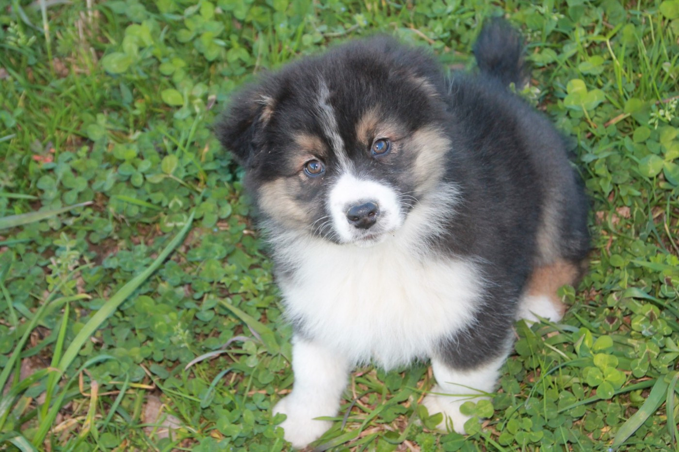 du Rêve des Joyaux - Chiots disponibles - Berger Australien