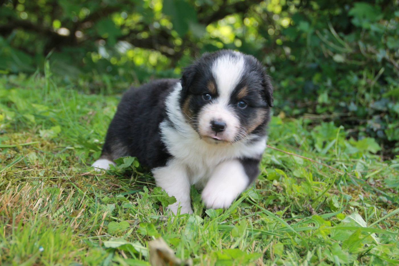 du Rêve des Joyaux - Chiots disponibles - Berger Australien