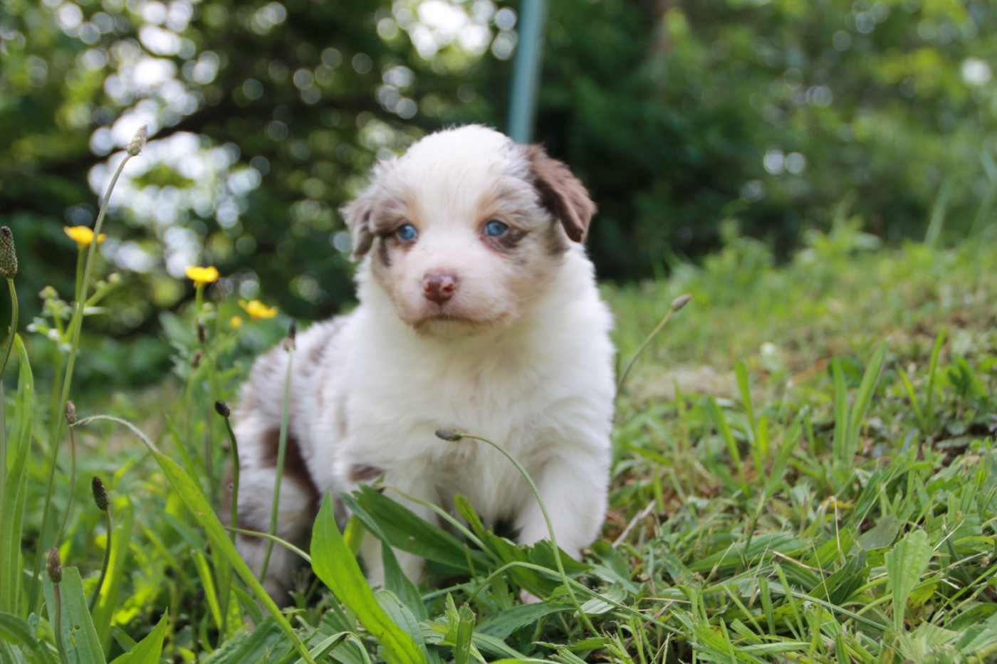 du Rêve des Joyaux - Chiots disponibles - Berger Australien