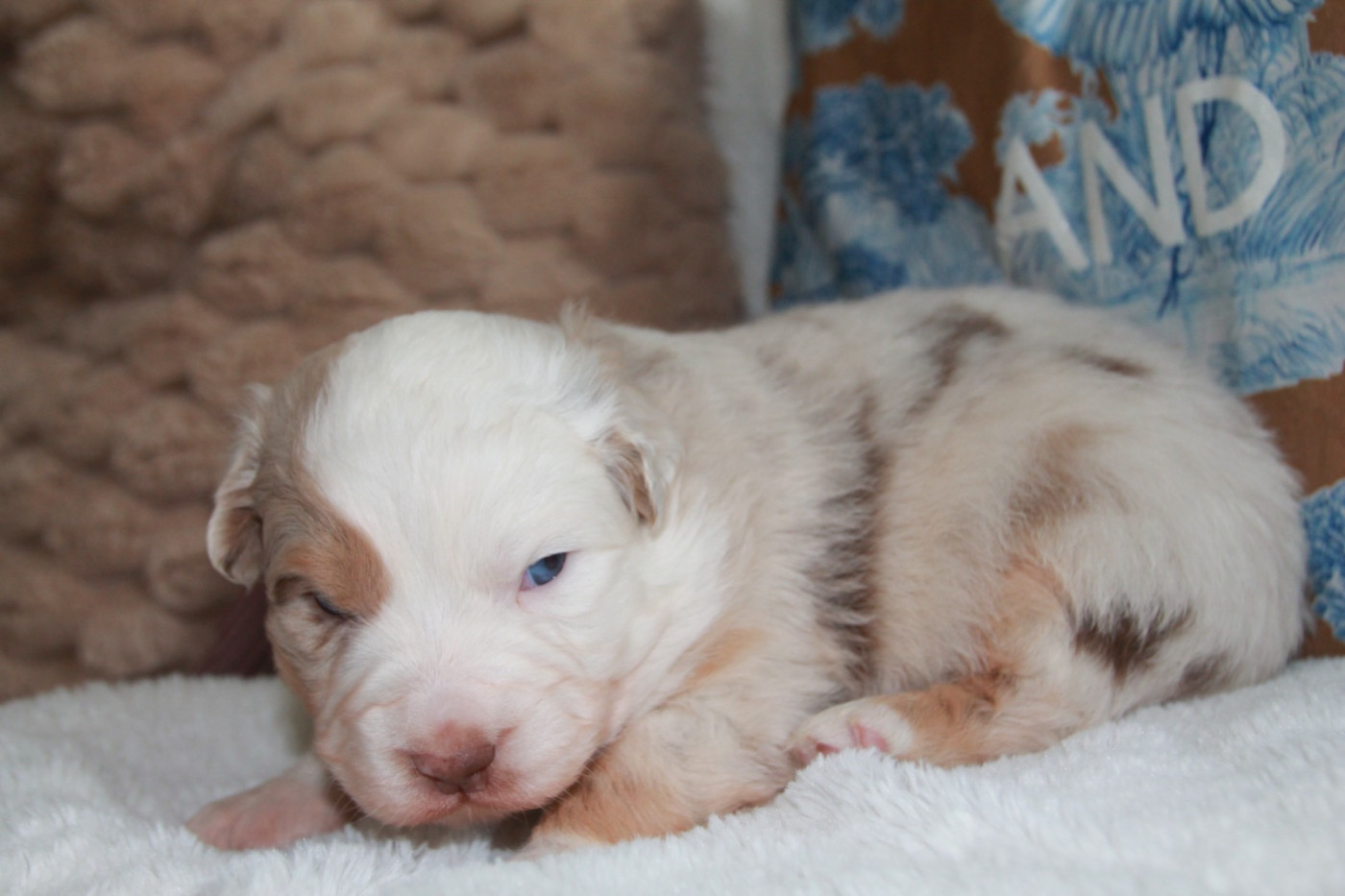 du Rêve des Joyaux - Chiots disponibles - Berger Australien