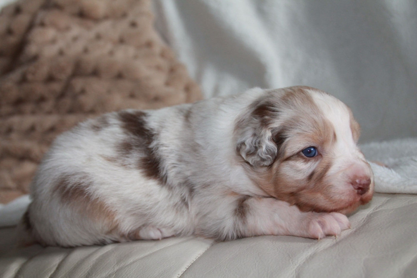 du Rêve des Joyaux - Chiots disponibles - Berger Australien