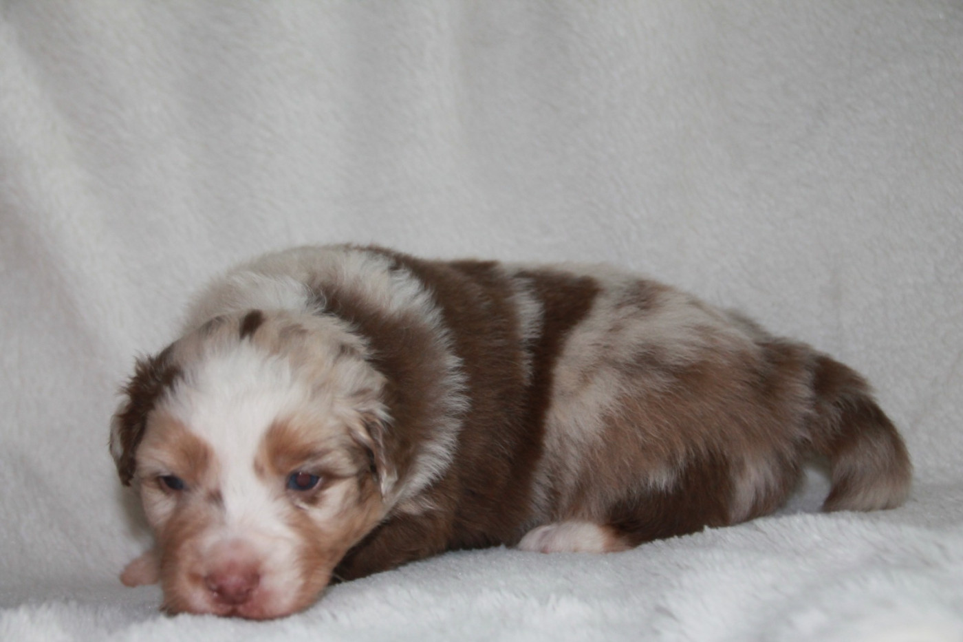 du Rêve des Joyaux - Chiots disponibles - Berger Australien