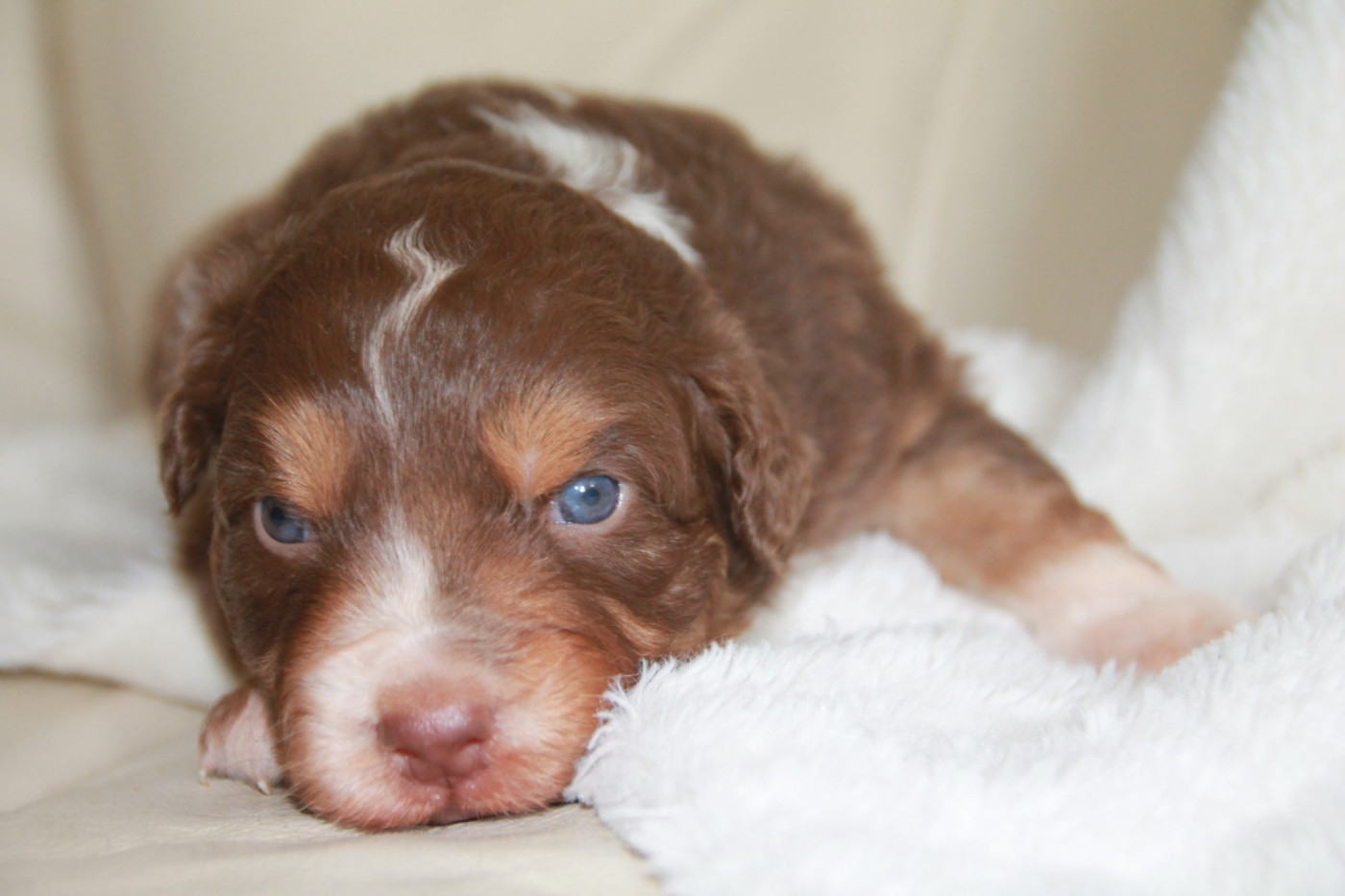du Rêve des Joyaux - Chiots disponibles - Berger Australien