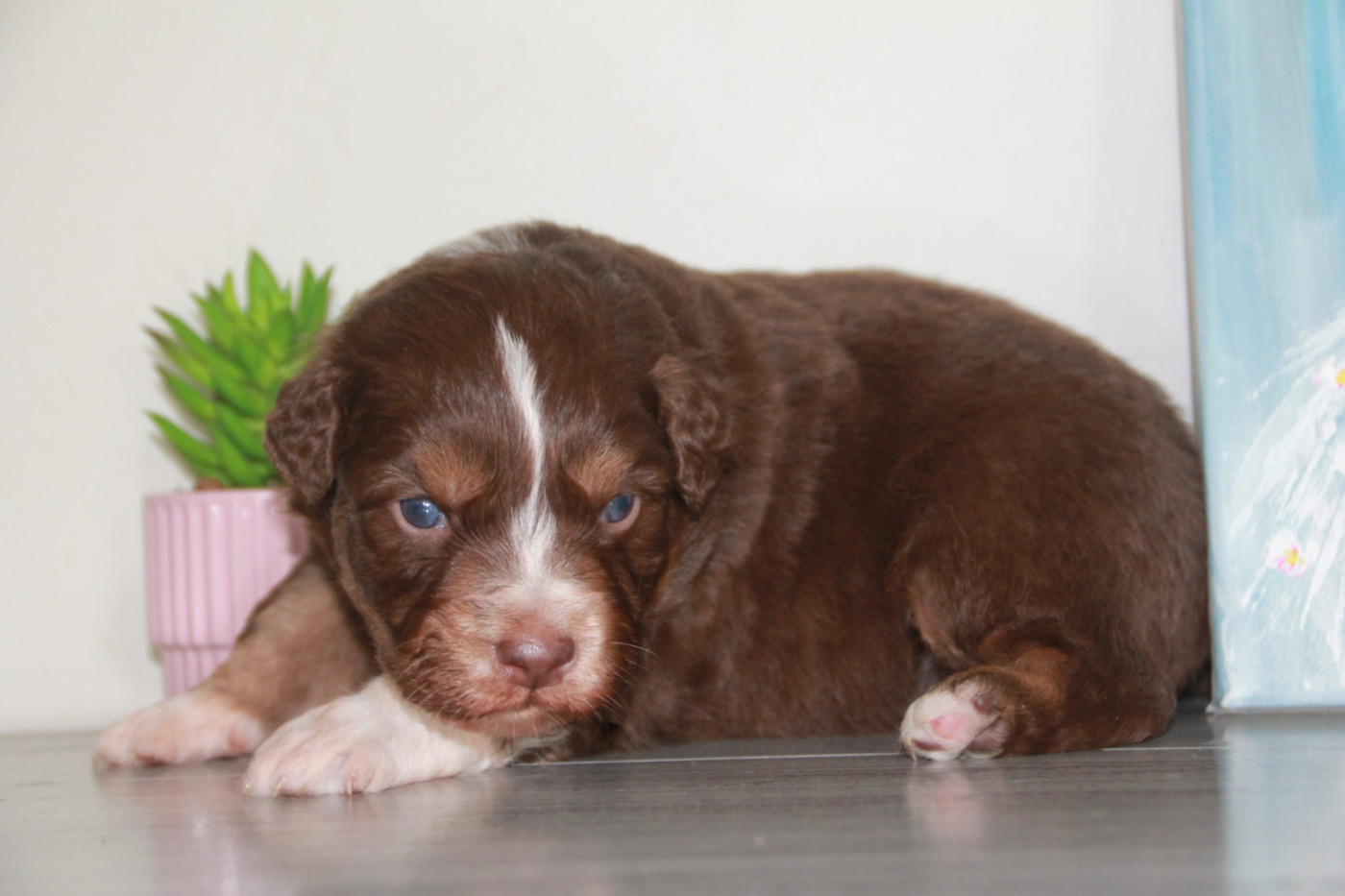 du Rêve des Joyaux - Chiots disponibles - Berger Australien