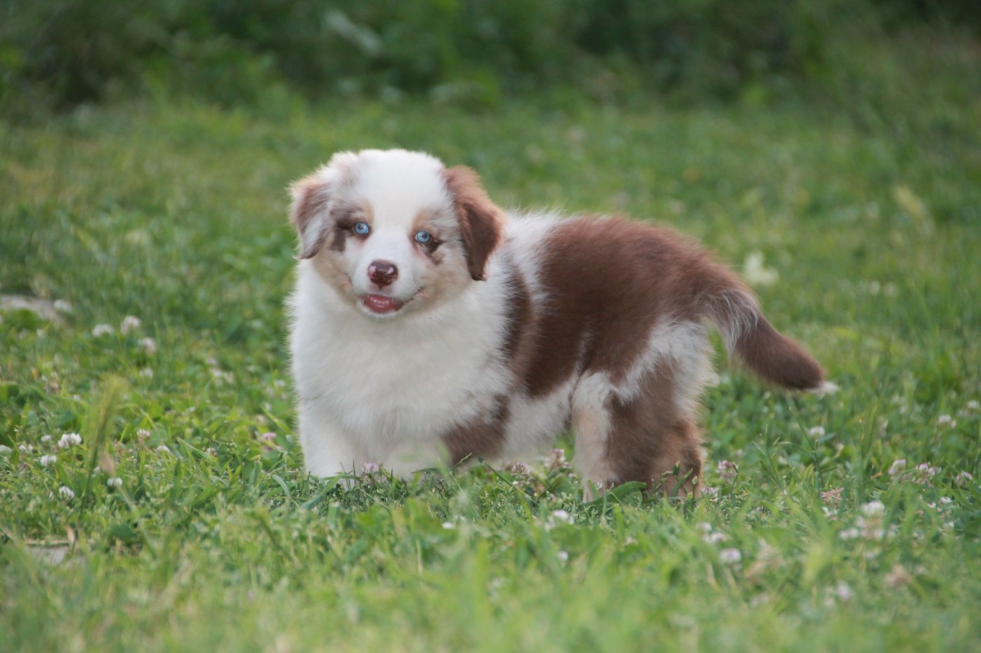 du Rêve des Joyaux - Chiots disponibles - Berger Australien