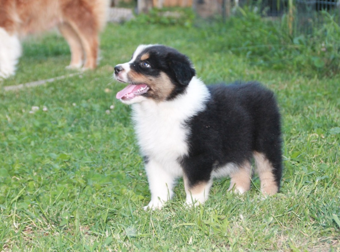 du Rêve des Joyaux - Chiots disponibles - Berger Australien