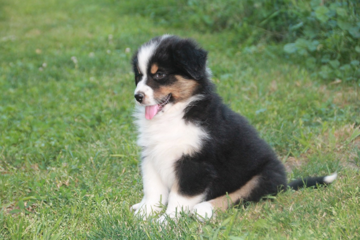 du Rêve des Joyaux - Chiots disponibles - Berger Australien