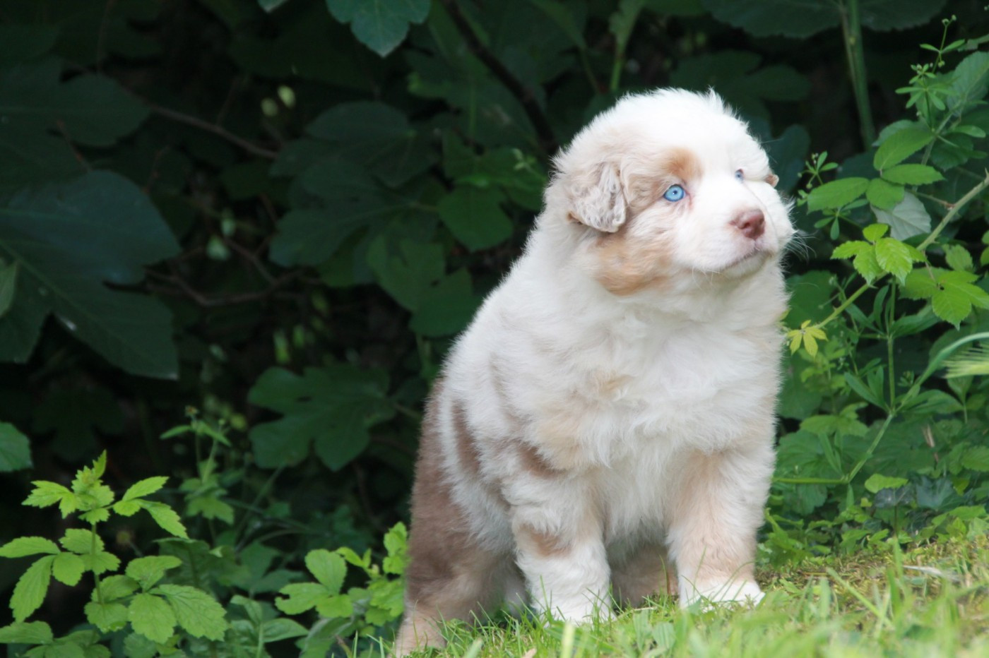 du Rêve des Joyaux - Chiots disponibles - Berger Australien