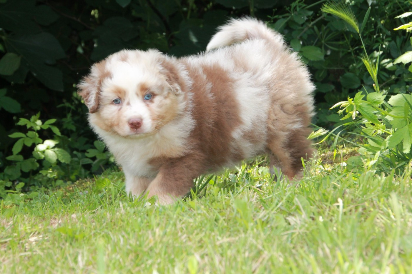 du Rêve des Joyaux - Chiots disponibles - Berger Australien