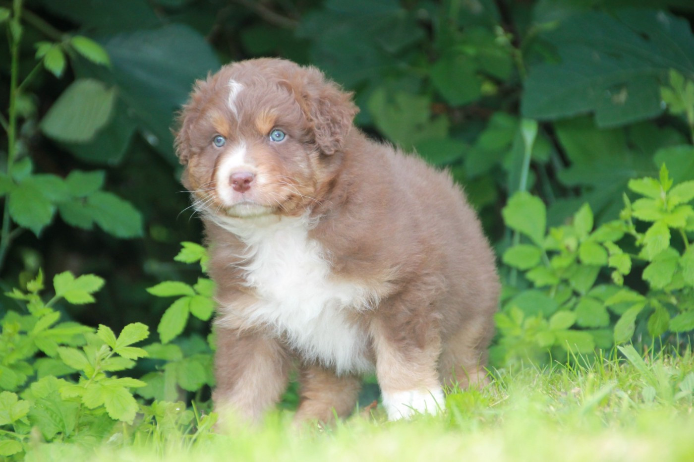 du Rêve des Joyaux - Chiots disponibles - Berger Australien