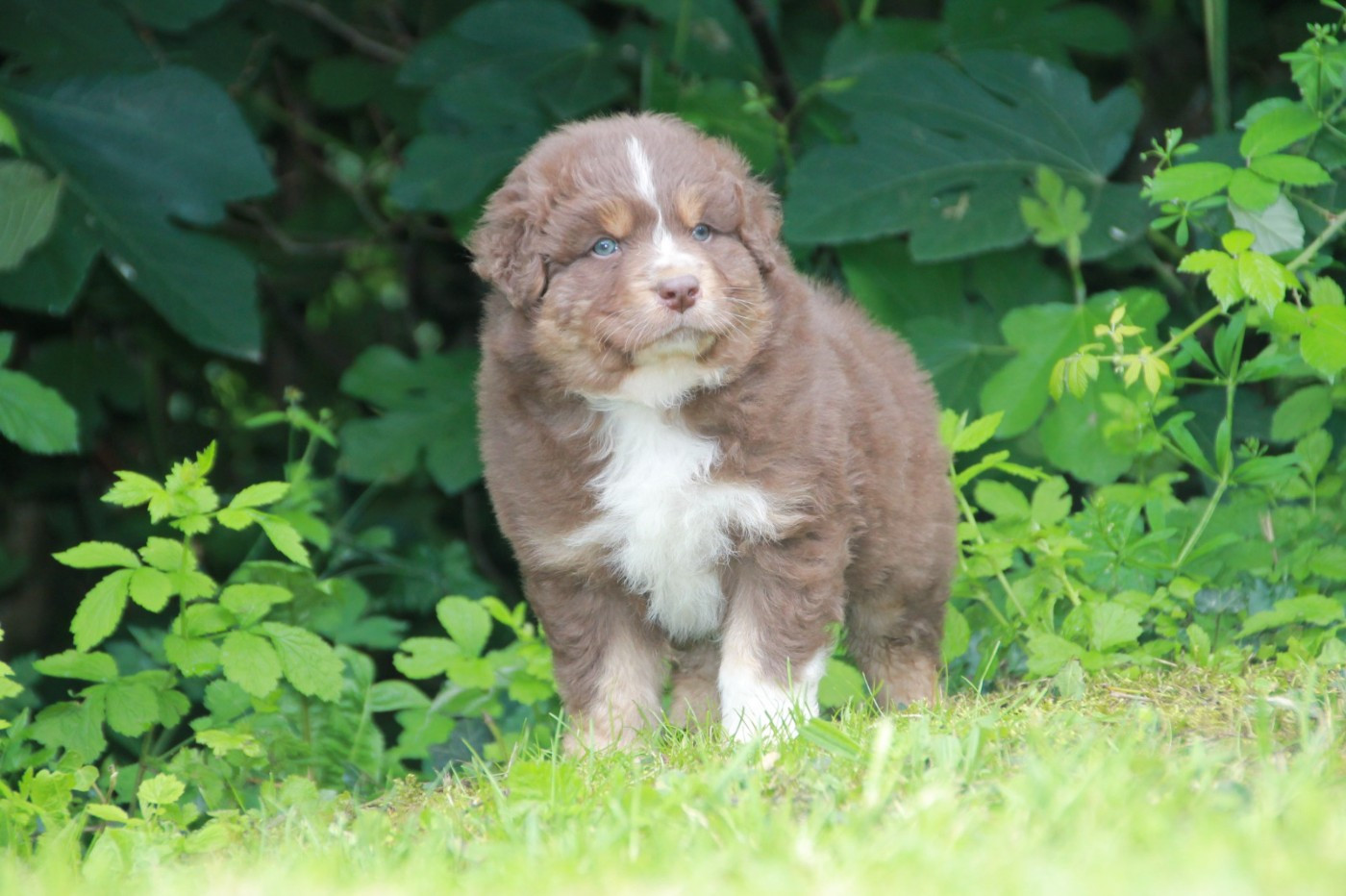 du Rêve des Joyaux - Chiots disponibles - Berger Australien