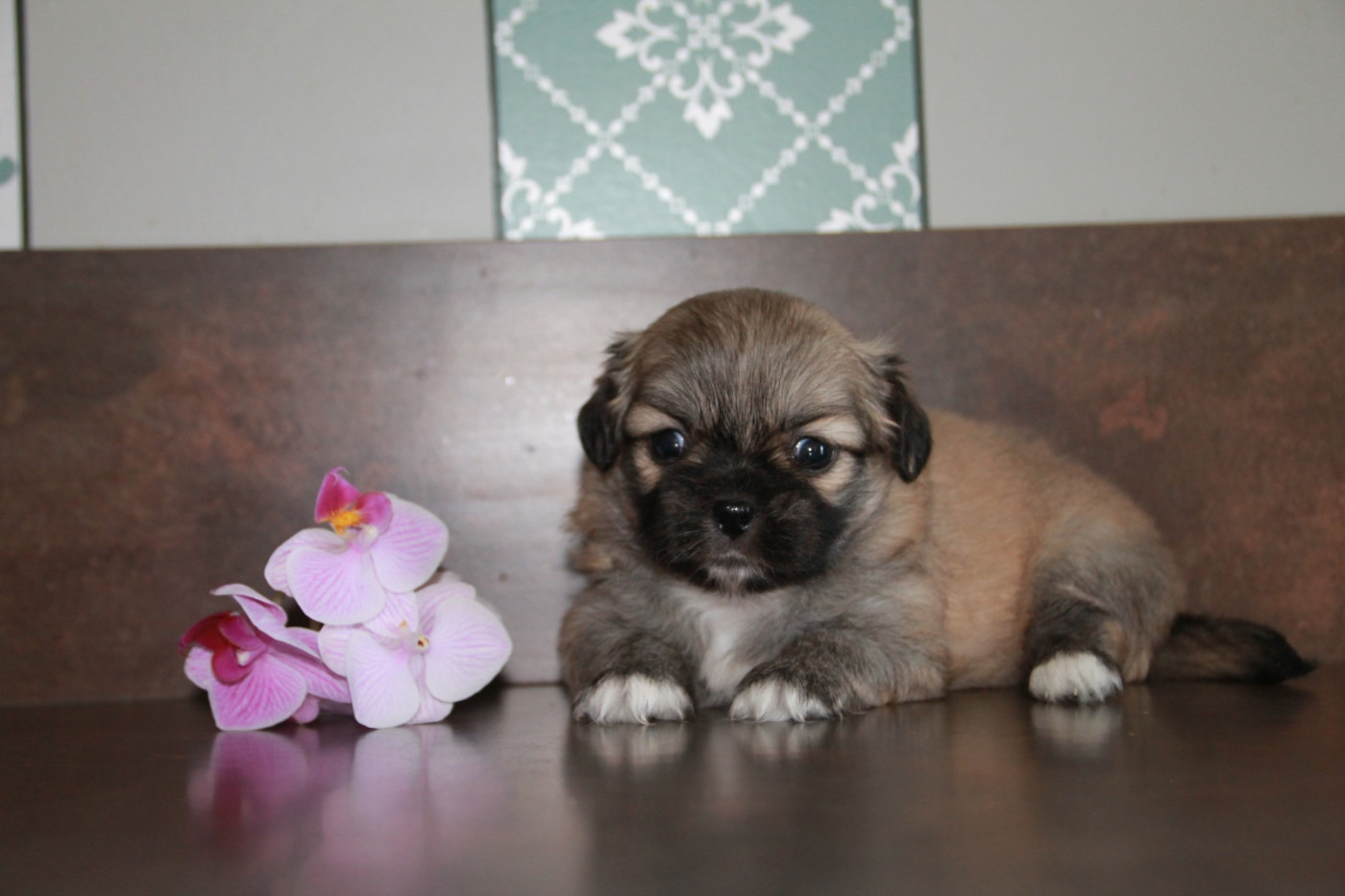 du Rêve des Joyaux - Chiots disponibles - Epagneul tibetain