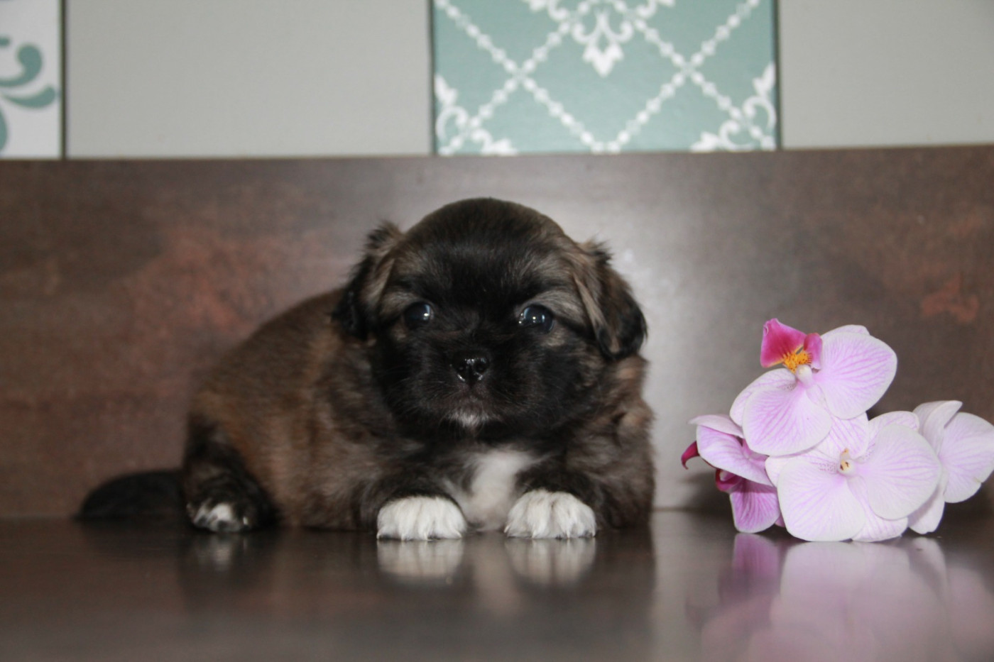 du Rêve des Joyaux - Chiots disponibles - Epagneul tibetain