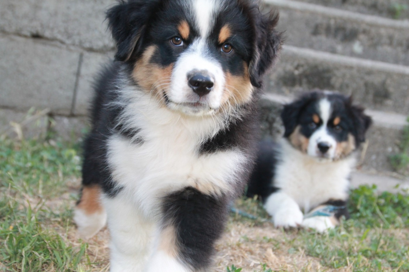 du Rêve des Joyaux - Chiots disponibles - Berger Australien