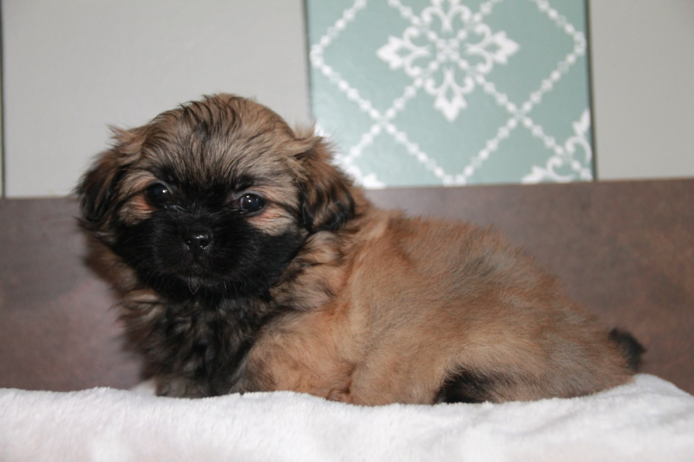 du Rêve des Joyaux - Chiots disponibles - Epagneul tibetain