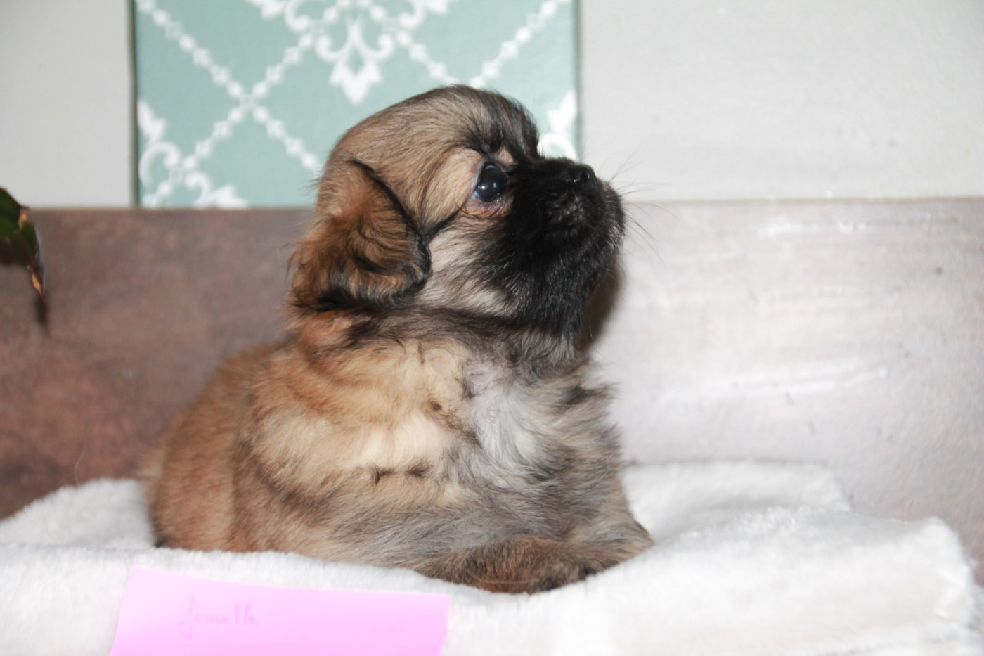 du Rêve des Joyaux - Chiots disponibles - Epagneul tibetain