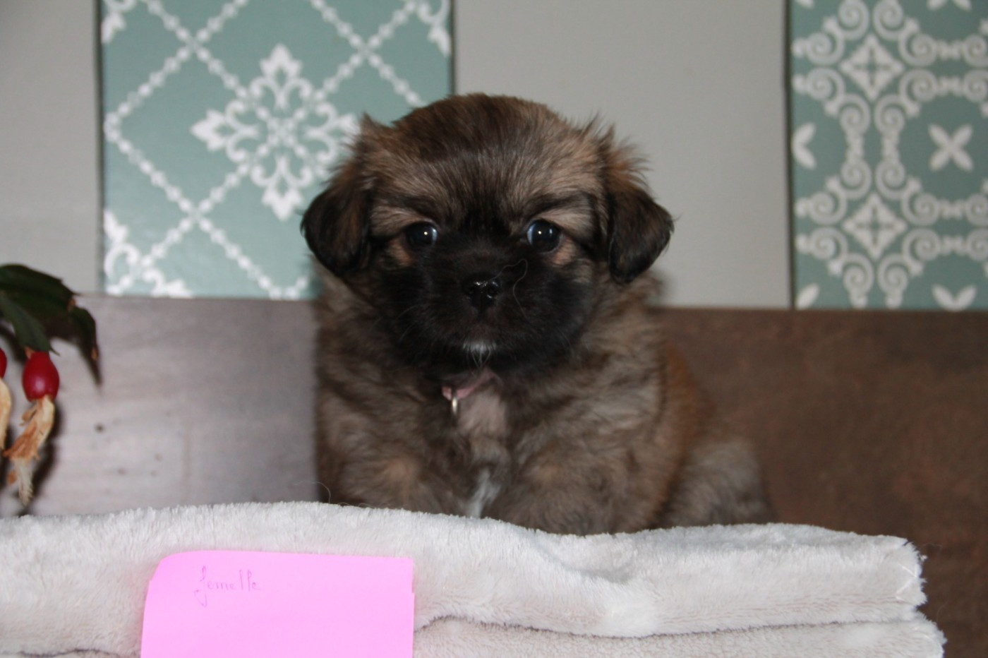 du Rêve des Joyaux - Chiots disponibles - Epagneul tibetain