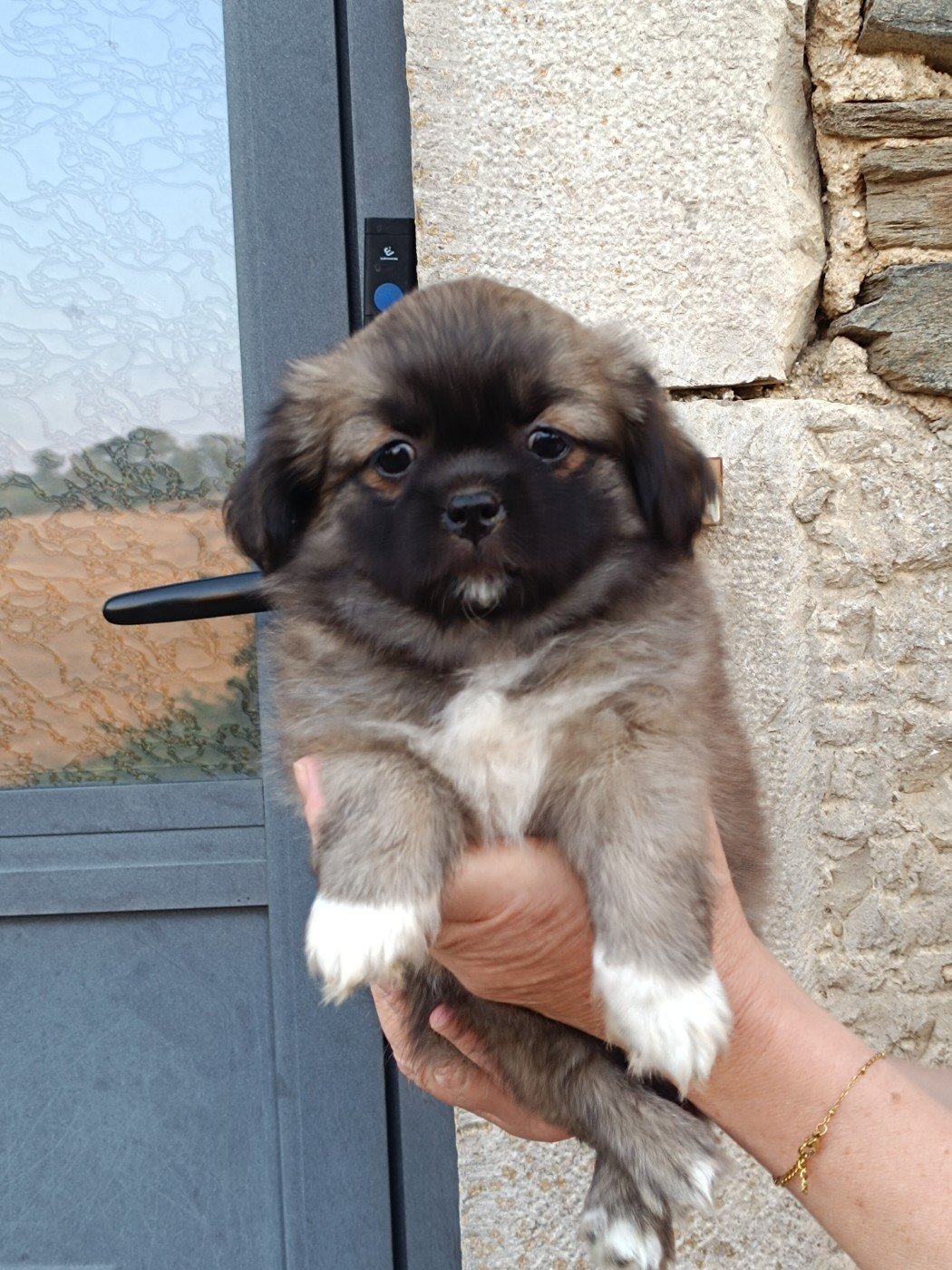 du Rêve des Joyaux - Chiots disponibles - Epagneul tibetain