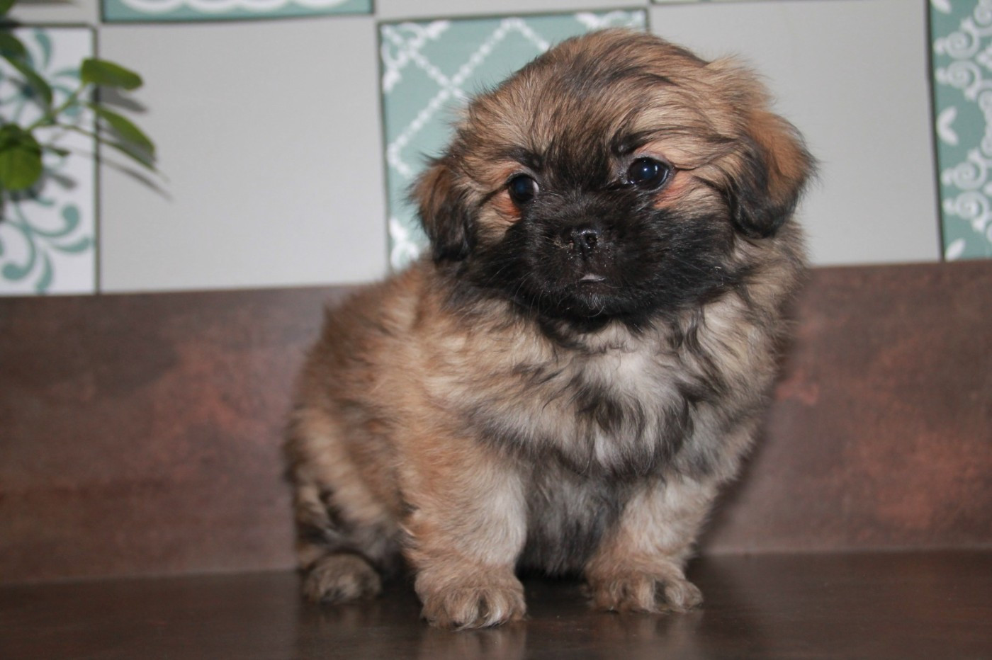 du Rêve des Joyaux - Chiots disponibles - Epagneul tibetain