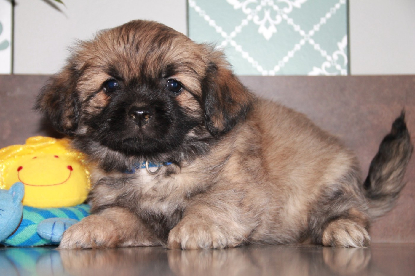 du Rêve des Joyaux - Chiots disponibles - Epagneul tibetain