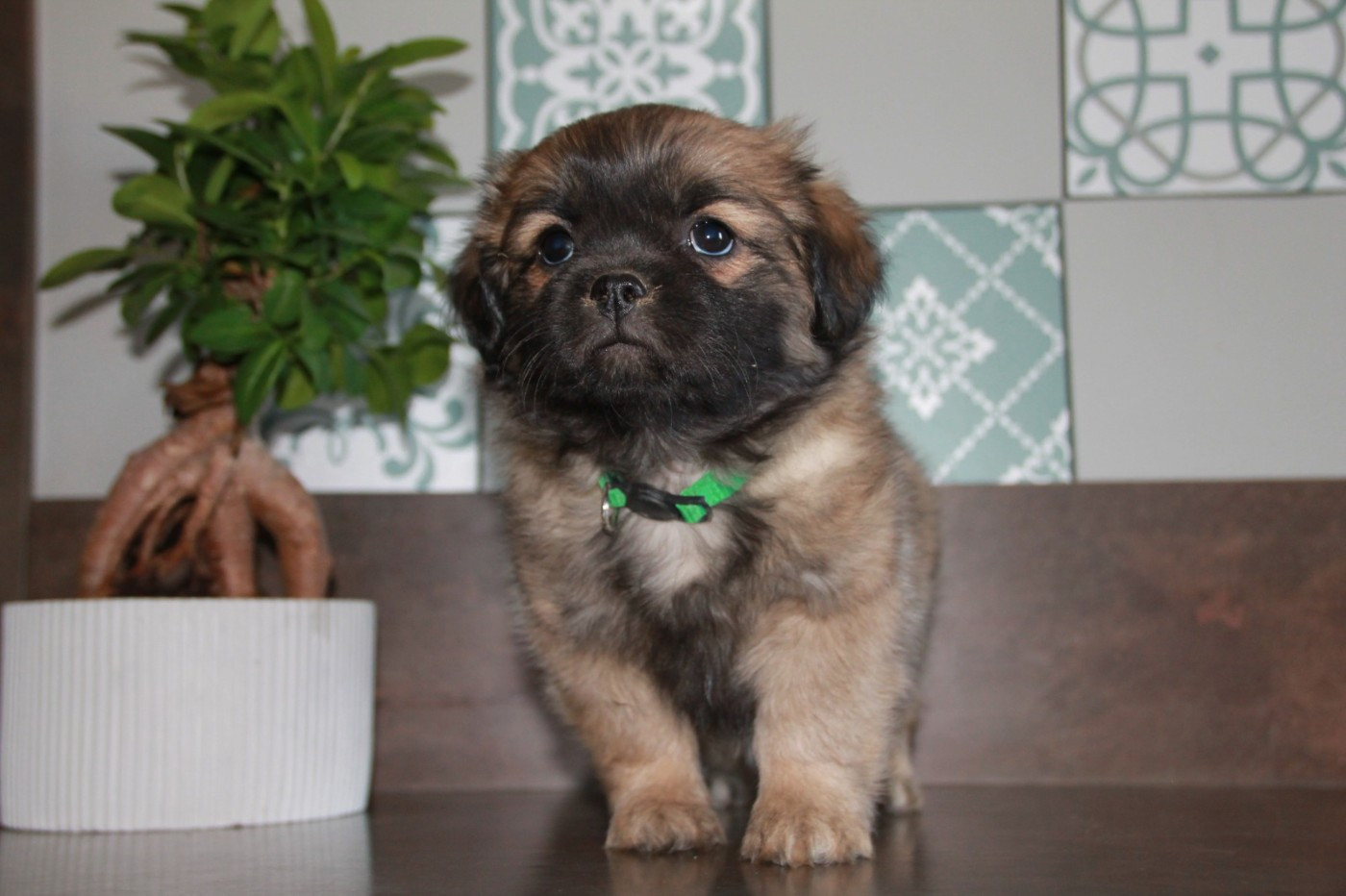du Rêve des Joyaux - Chiots disponibles - Epagneul tibetain