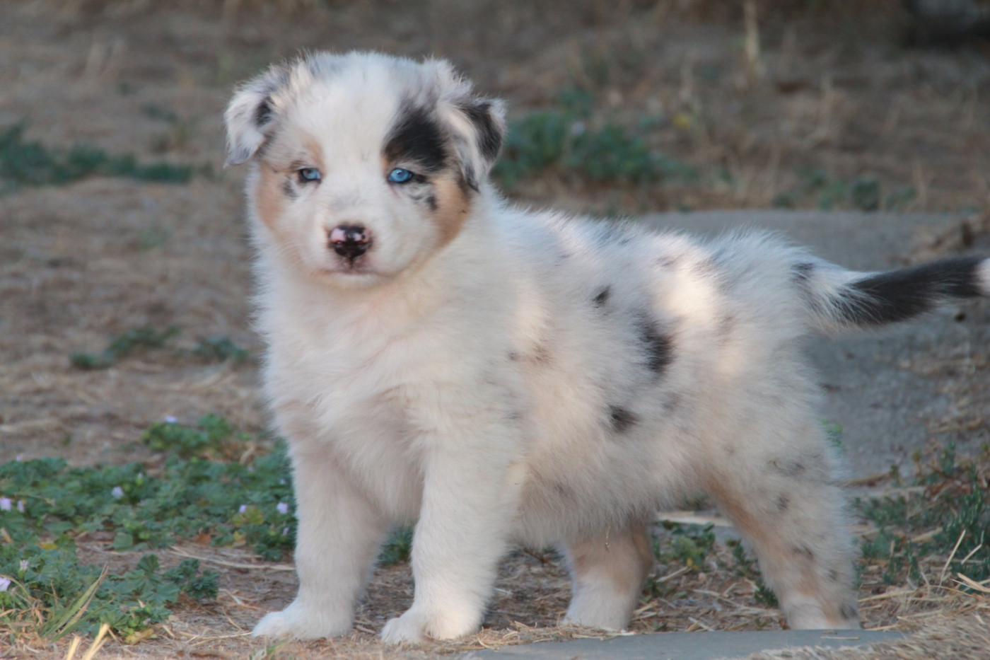 du Rêve des Joyaux - Chiots disponibles - Berger Australien