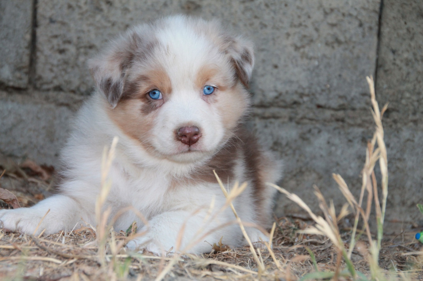 du Rêve des Joyaux - Chiots disponibles - Berger Australien
