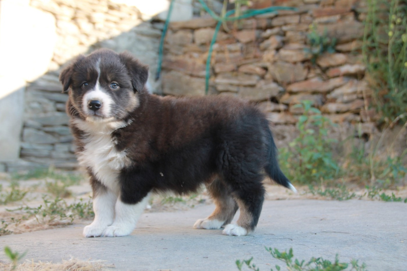 du Rêve des Joyaux - Chiots disponibles - Berger Australien