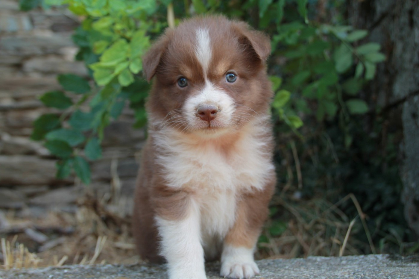 du Rêve des Joyaux - Chiots disponibles - Berger Australien