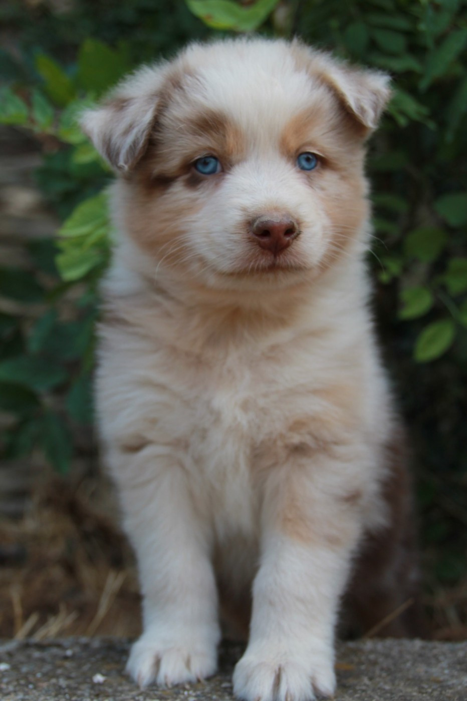 du Rêve des Joyaux - Chiots disponibles - Berger Australien