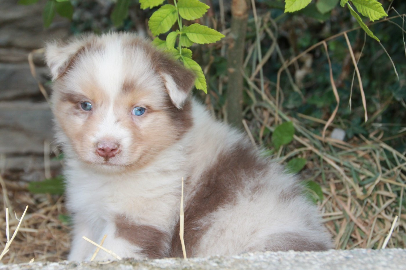 du Rêve des Joyaux - Chiots disponibles - Berger Australien