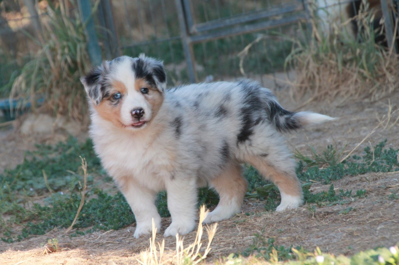 du Rêve des Joyaux - Chiots disponibles - Berger Australien