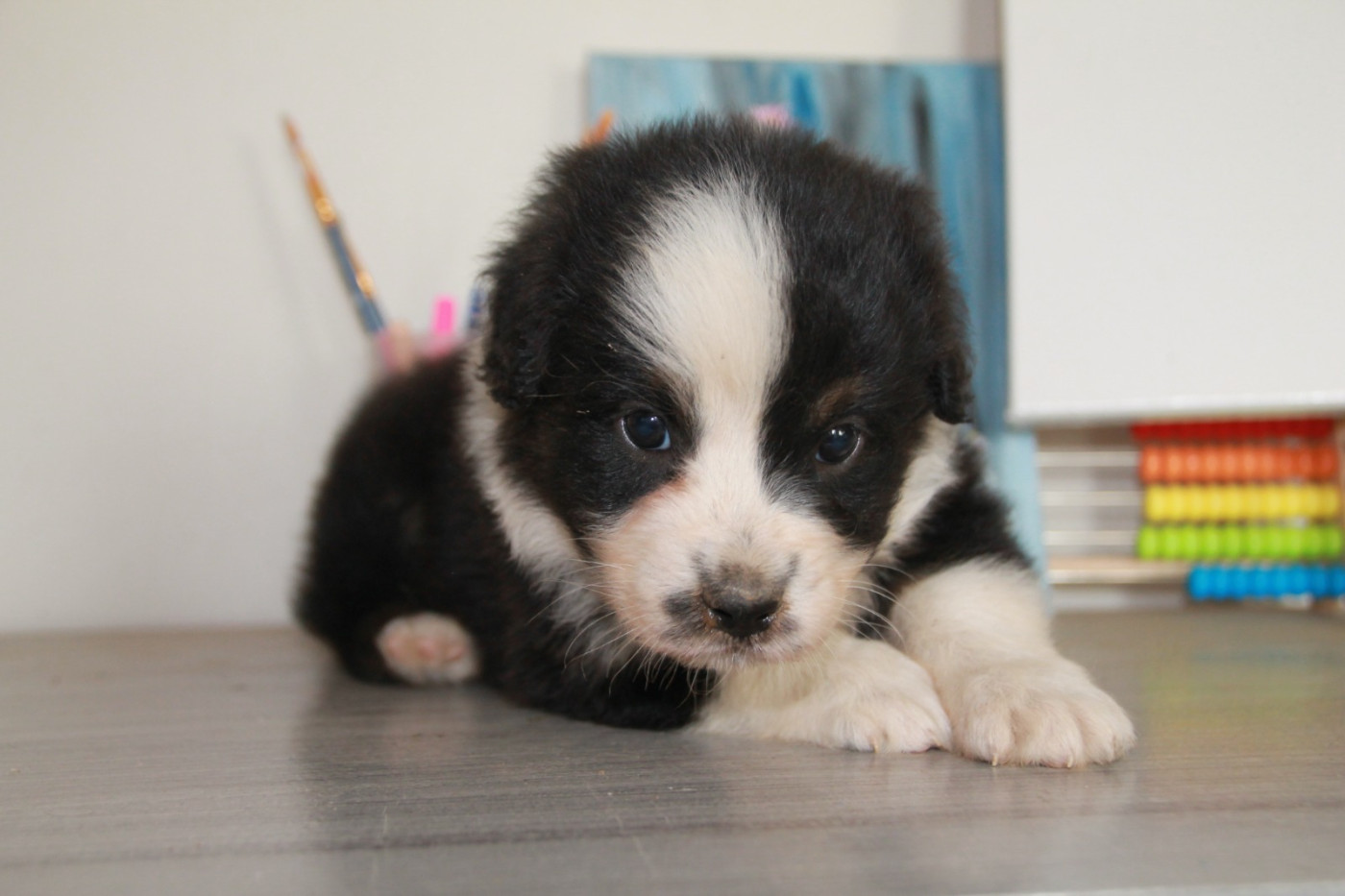 du Rêve des Joyaux - Chiots disponibles - Berger Australien